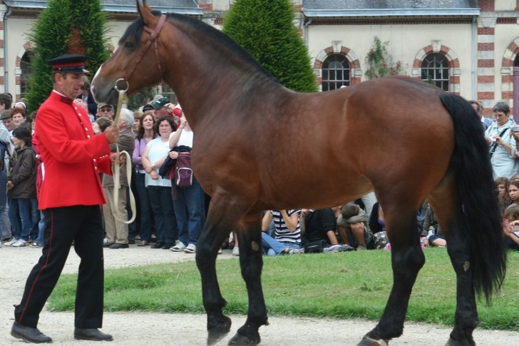Haras national de Saint-Lô