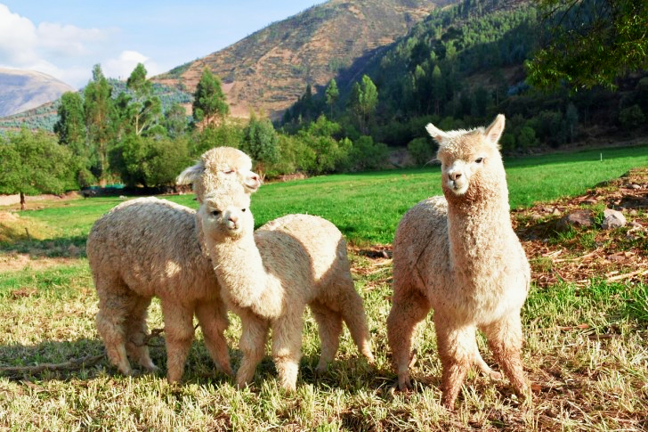 Alpaca in Peru