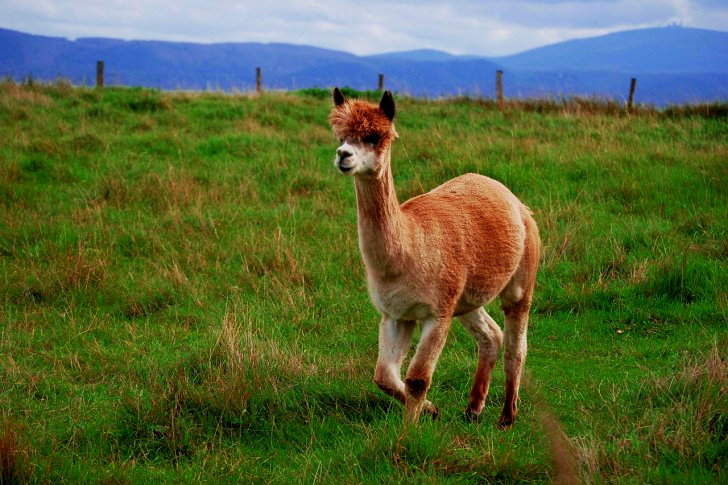 Schattige Alpaca in Peru