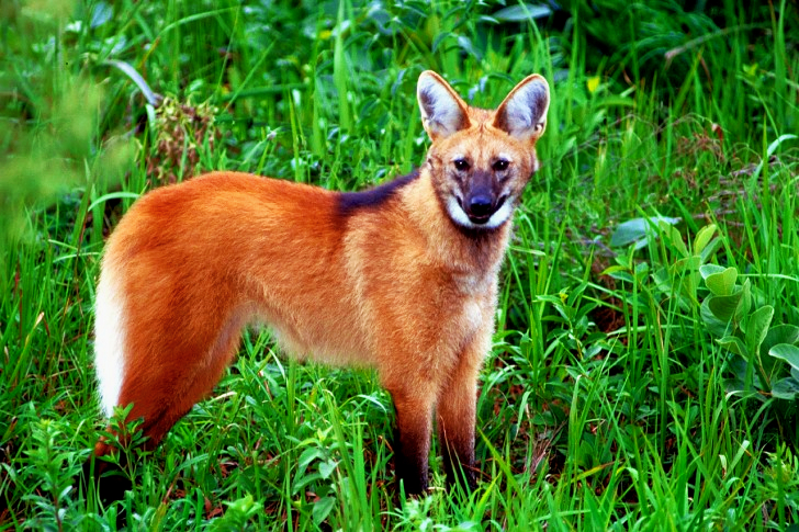 Maned Wolf