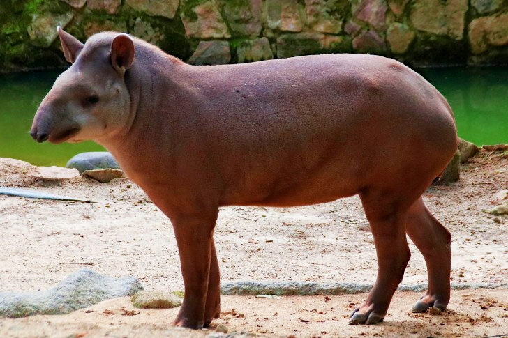Tapir In South America
