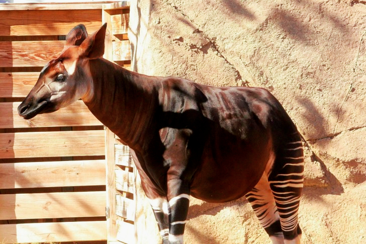 Okapi in de dierentuin