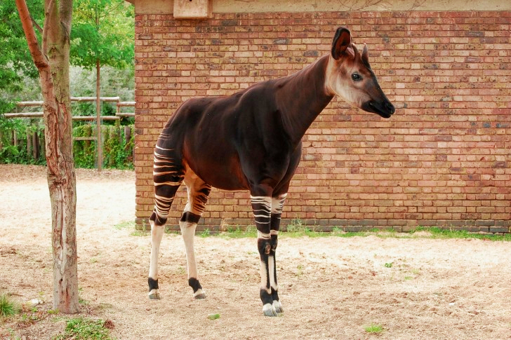 Okapi in Africa