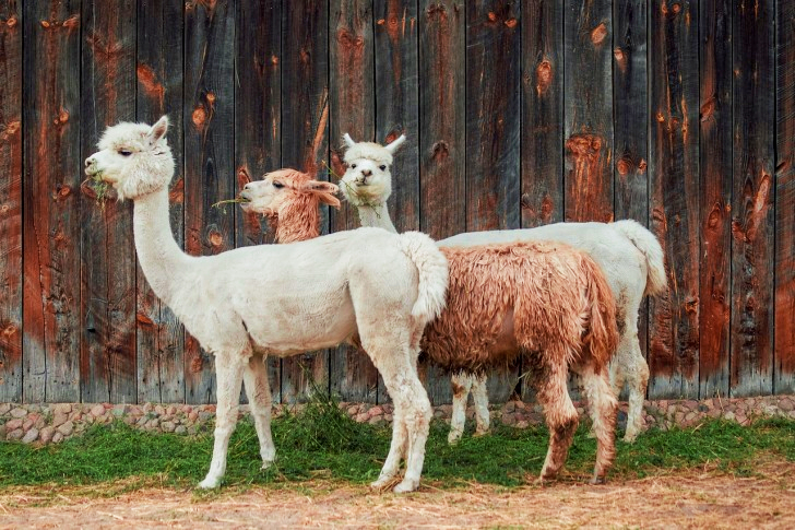 Alpacas in Peru