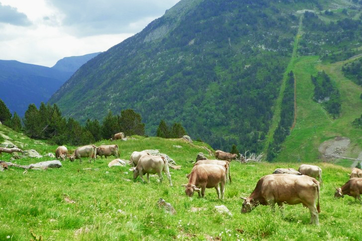 Vaches dans les montagnes, Andorre
