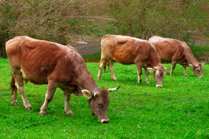 Kyr beiter i Andorra