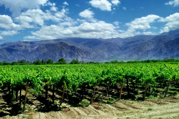 Argentina vingårder