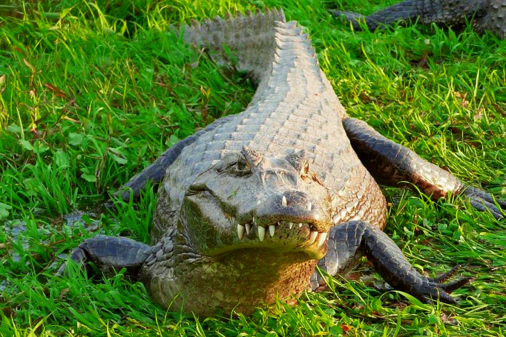 Crocodile en Argentine