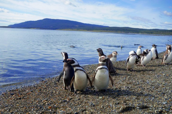 Penguins in Argentina