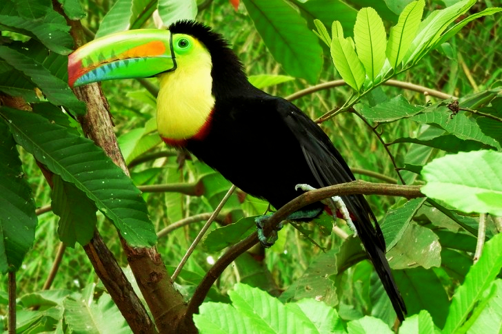 Toucan Longnose Armenia