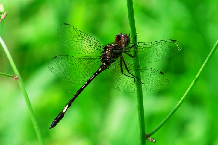 Dragonfly In Armenia
