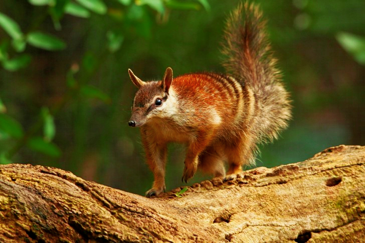 Numbat In Australia