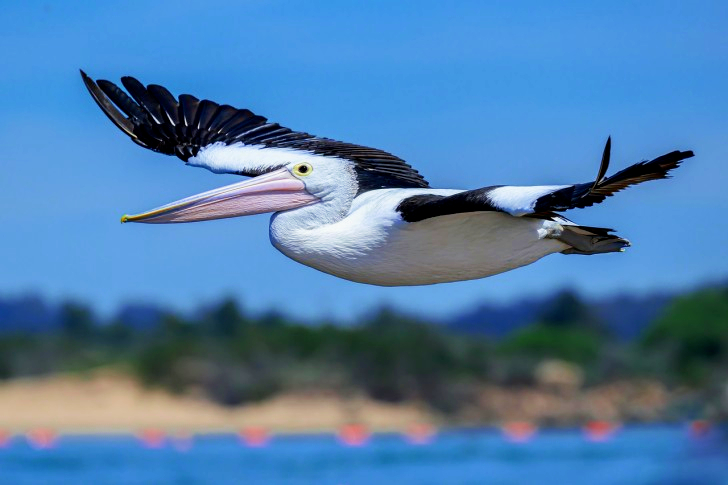 Australische pelikaanvogel