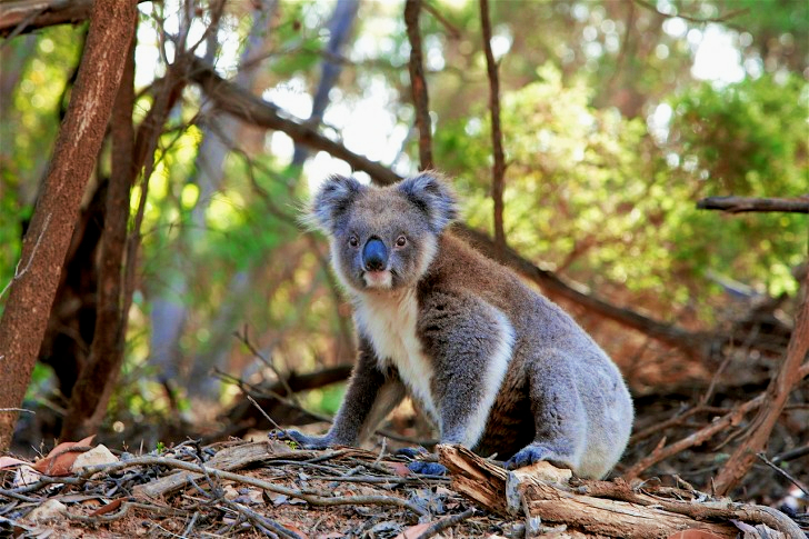 Koala In Australia