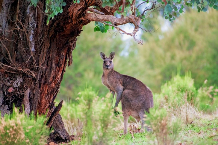 Kangaroo In Australia