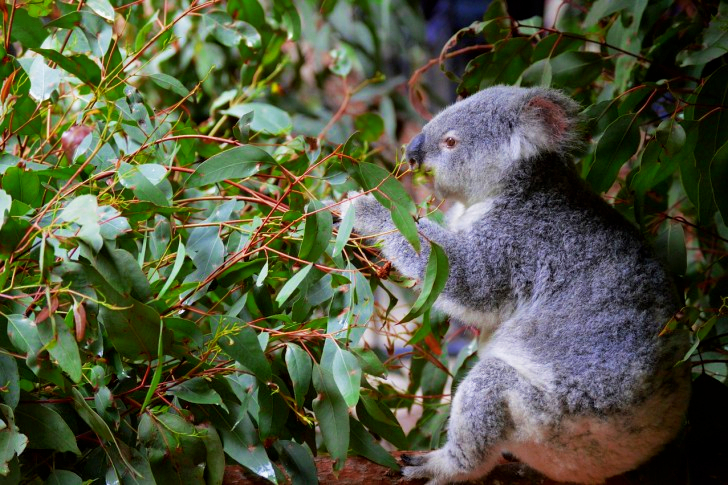 Koala In Australian Zoo