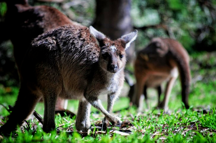 Kangaroo Australia