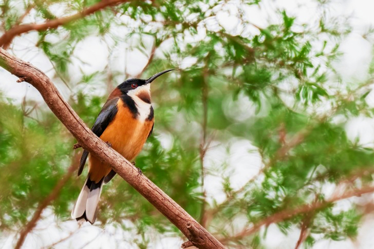 Eastern Spinebill Bird