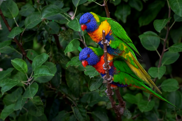 Rainbow Lorikeet Parrot