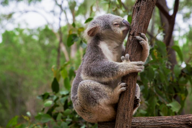 Koala Brisbanessa