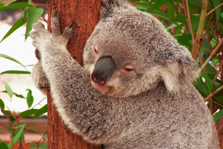 Koala In Australia