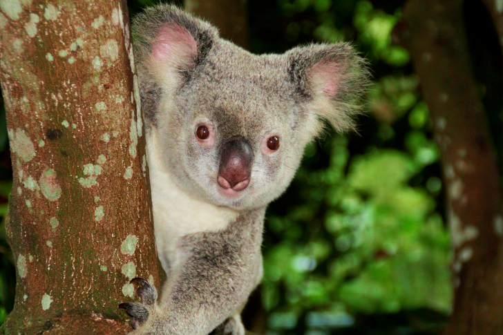 Koala In Australian Zoo