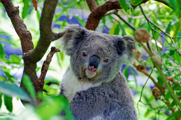 Koala In Australia
