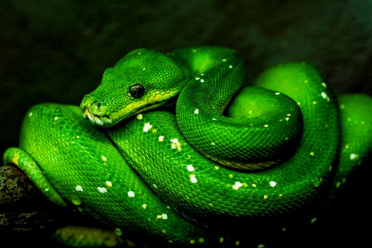 Groene Python