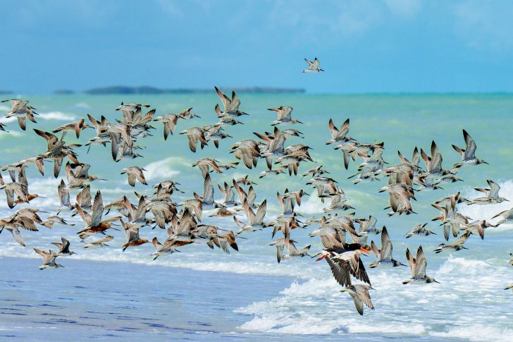 Vogels Strandloper Vliegend