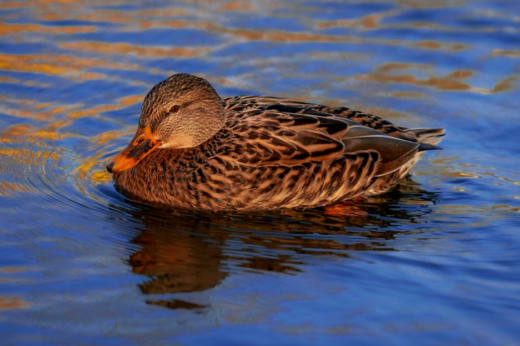 بطة في البحيرة