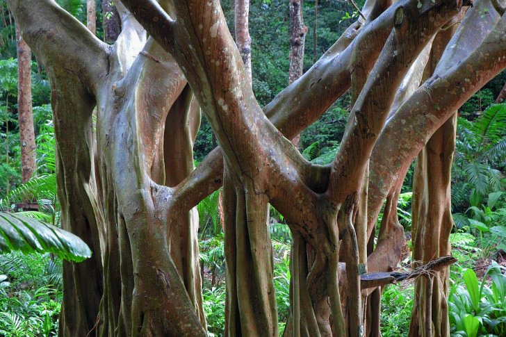Junglebomen op Barbados