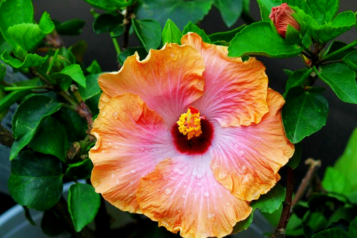 Tropische Hibiscusbloem