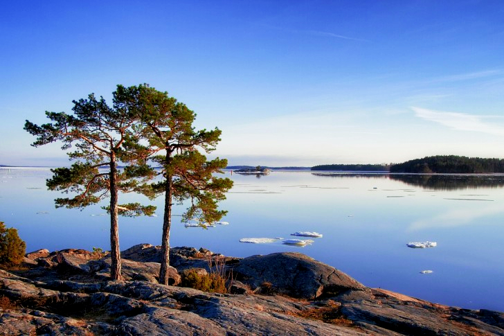 Pine Trees In Scandinavia