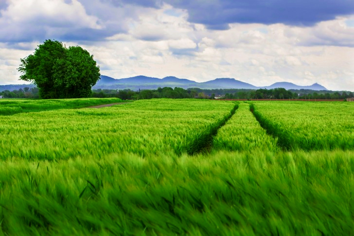 Fields In Germany