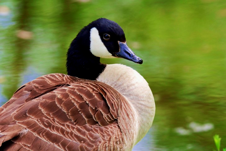 Canada Goose