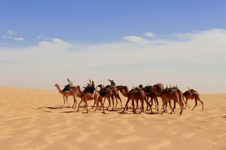 Caravan i Sahara-ørkenen