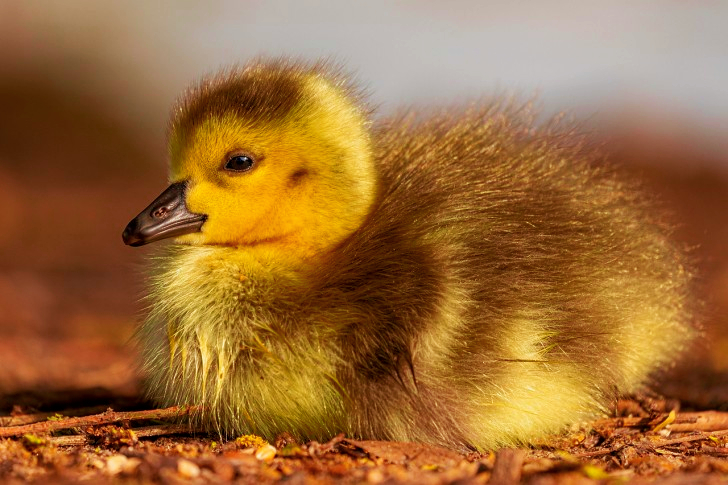 Baby Gosling In Canada
