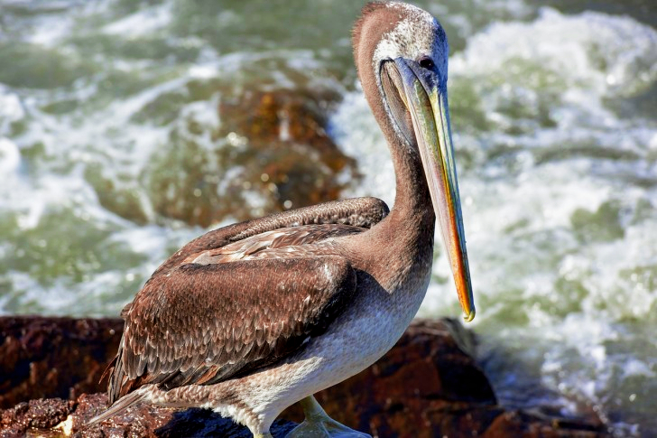 Pelican Bird In Chile