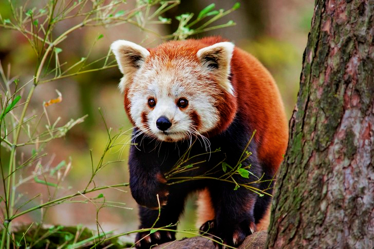 Little Red Panda