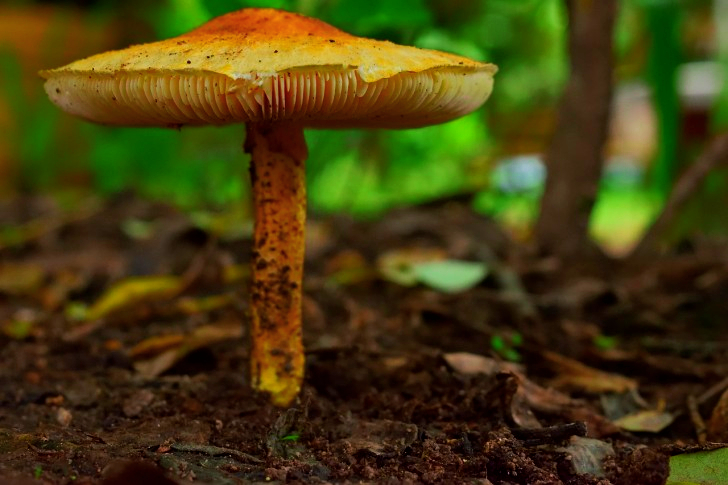 Paddenstoelen in Colombia
