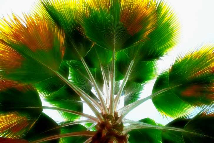 Palm Tree In Colombia