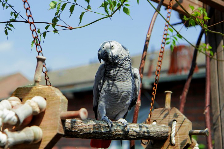 African Grey Parrot
