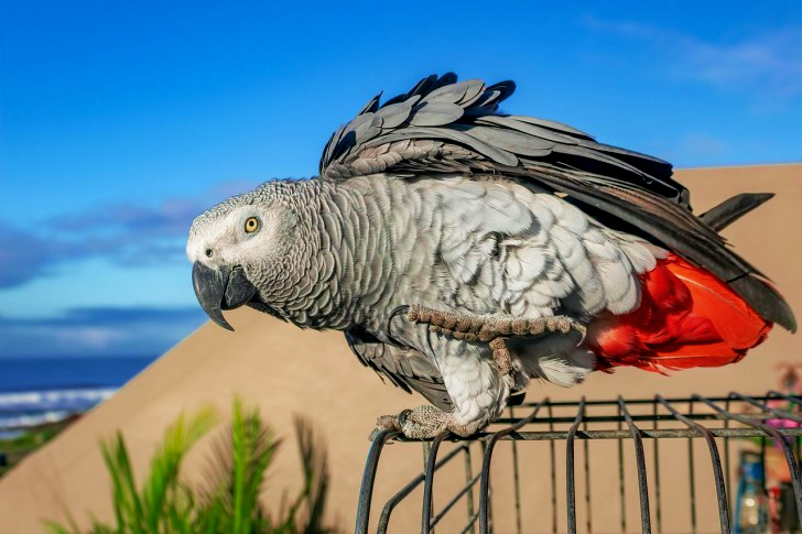 Congo Afrikaanse grijze papegaai