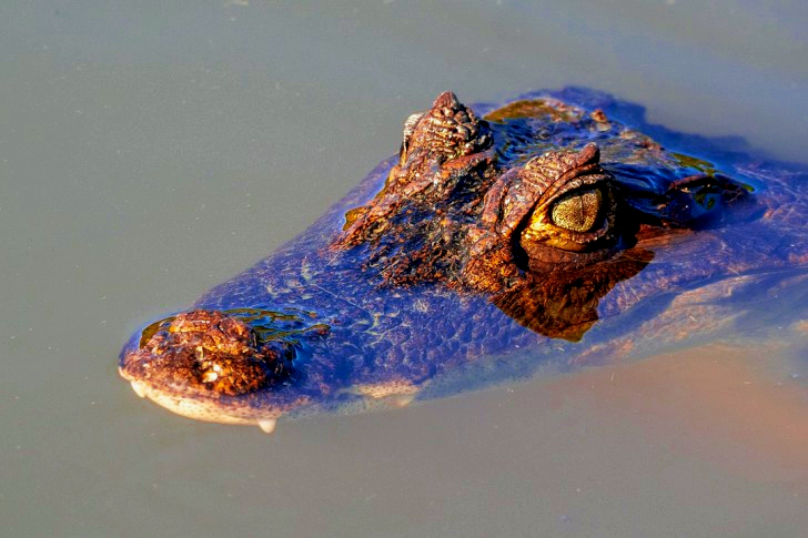 Cayman Crocodile In Costa Rica