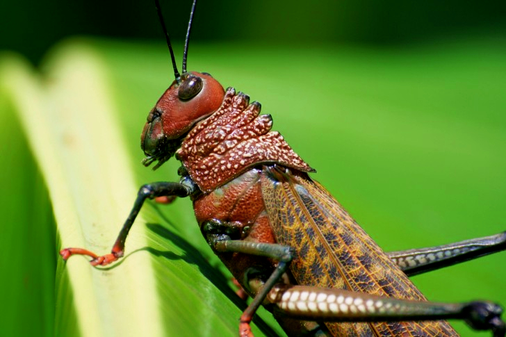 Grasshopper In Costa Rica