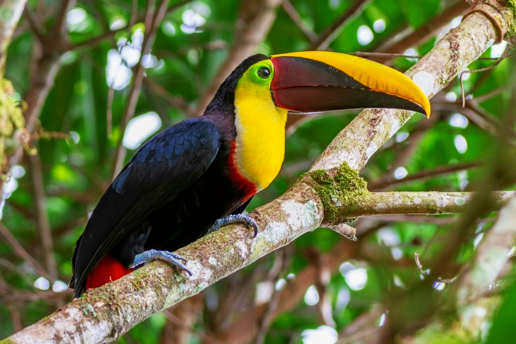 Toucan In Costa Rica