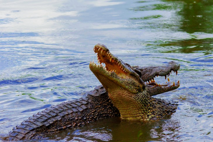Crocodile In Cuba
