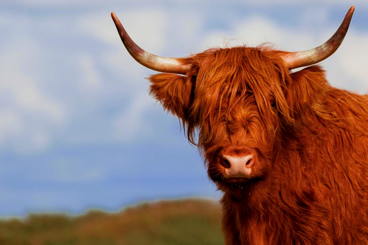 Galloway Cow In Denmark