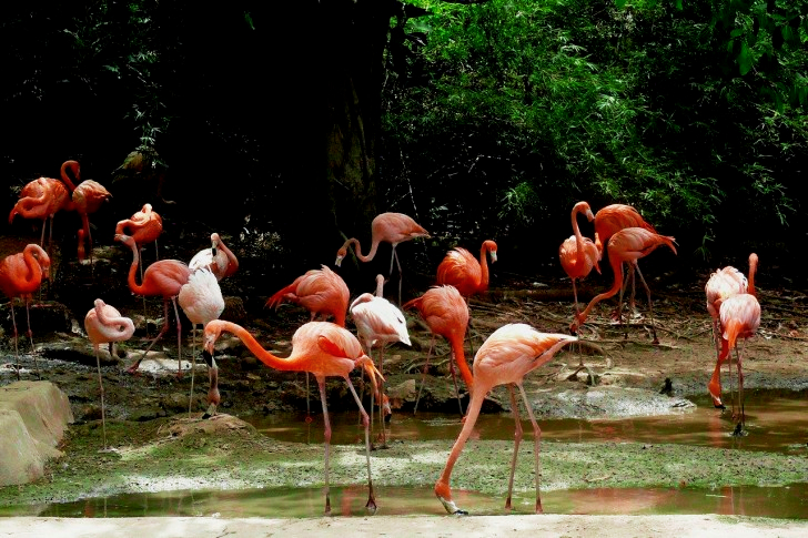 Flamingo In Dominican Republic