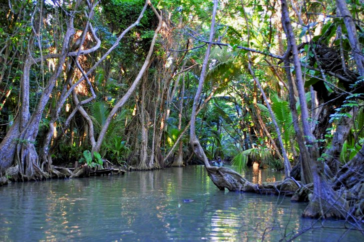 Rainforest Jungle In Dominica